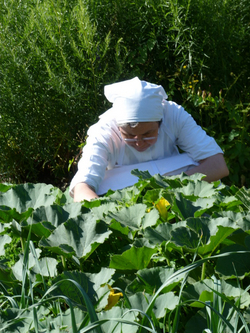 Moniale dominicaine cueillant des herbes 